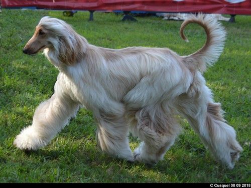 CH. Niazmina Du Clos Wareshom - 2eme EXCELLENT RCCJ