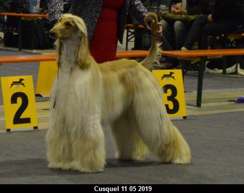 CH. Niazmina Du Clos Wareshom - CACL