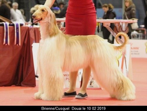 CH. Niazmina Du Clos Wareshom - classe intermédiaire 1ére EXC CACS/RCACIB