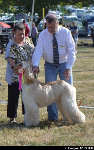 CH. Niazmina Du Clos Wareshom - 1ère EXCELLENT, Meilleur jeune