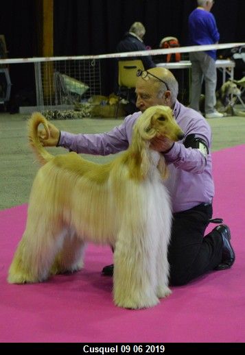 CH. Niazmina Du Clos Wareshom - classe intermédiaire 2ème EXC RCACS