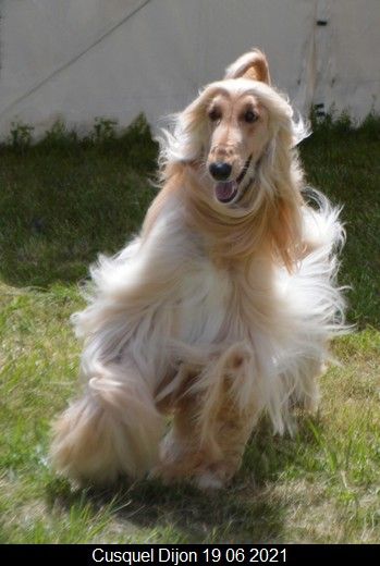 CH. Niazmina Du Clos Wareshom - Trés Bon