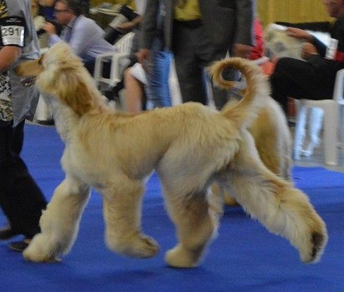 CH. Niazmina Du Clos Wareshom - 4ème EXCELLENT