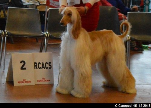 CH. Niazmina Du Clos Wareshom - 2eme EXCELLENT RCACS