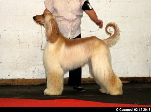 CH. Niazmina Du Clos Wareshom - 2eme EXCELLENT