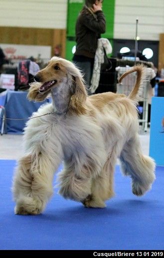 CH. Niazmina Du Clos Wareshom - 1ère EXCELLENT classe intermédiaire