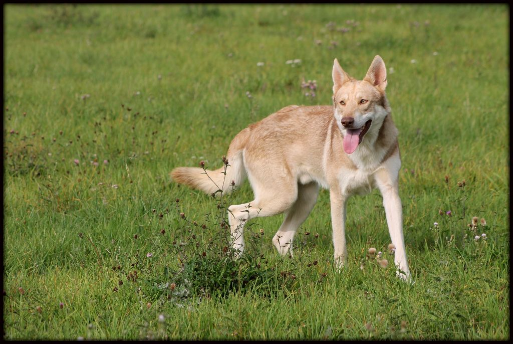 Publication : De Luna Canis Lupus Auteur : Rousseau Clémence