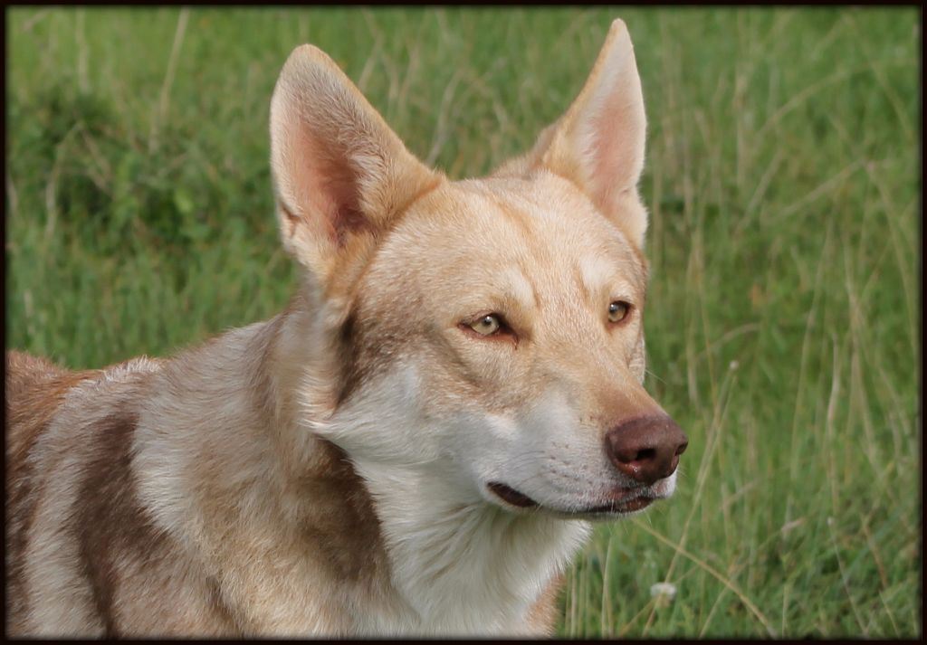 Publication : De Luna Canis Lupus Auteur : Rousseau Clémence