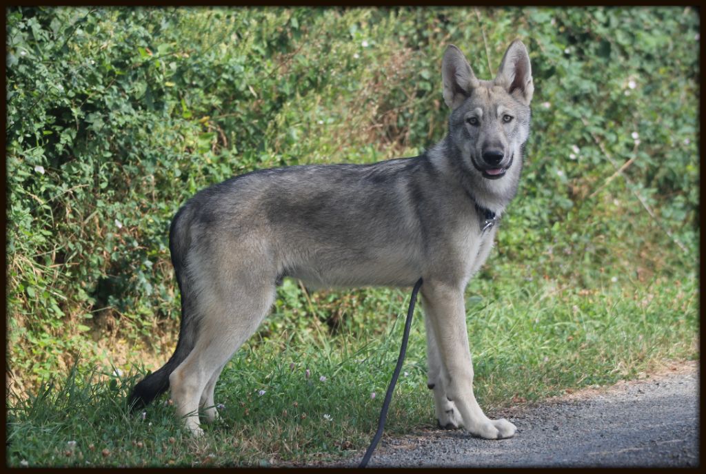 De Luna Canis Lupus - Chien-loup de Saarloos - Portée née le 10/02/2018