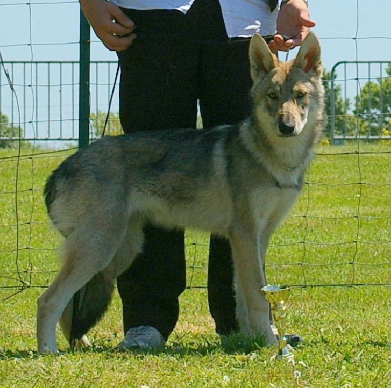 CH. Ilaska-belle dite islanka De Luna Canis Lupus - Très Prometteur et Meilleur Espoir
