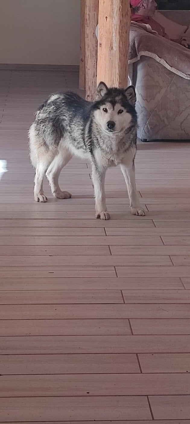 Okara Des Monts Eternels