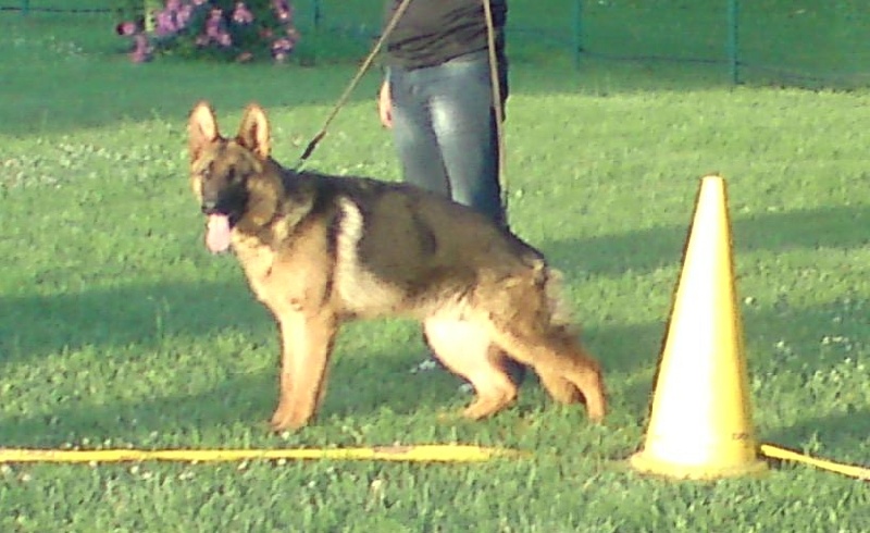 Gerko Des Monts Eternels