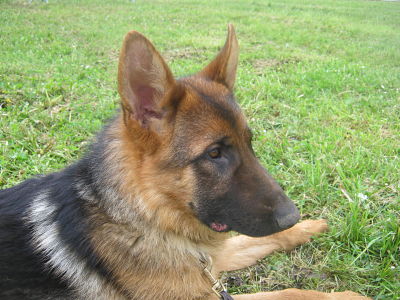 Gerko Des Monts Eternels