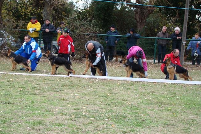 Hola Des Monts Eternels - Très prometteur classe 4-6 mois femelle