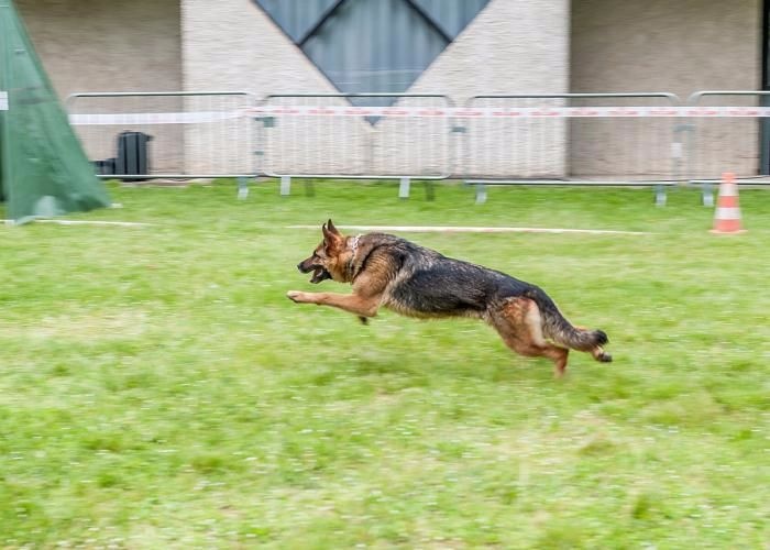 Hola Des Monts Eternels - Très bon classe travail femelles