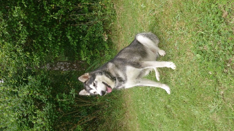 Iloa dite izza De L'aube Des Perseides - 1ère Très Bon classe jeune femelle