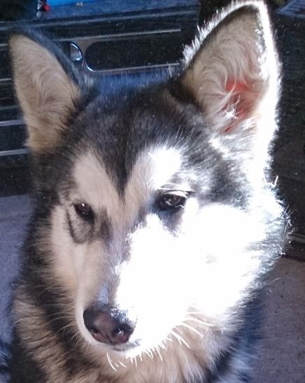 Iloa dite izza De L'aube Des Perseides - TRES PROMETTEUR classe Puppy Femelle