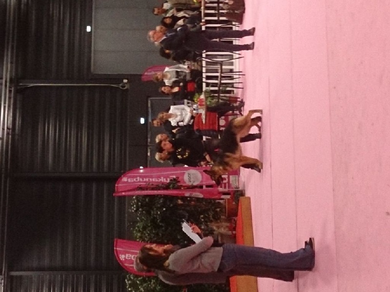 Hola Des Monts Eternels - 4e EXCELLENT En classe INTERMEDIAIRE femelle