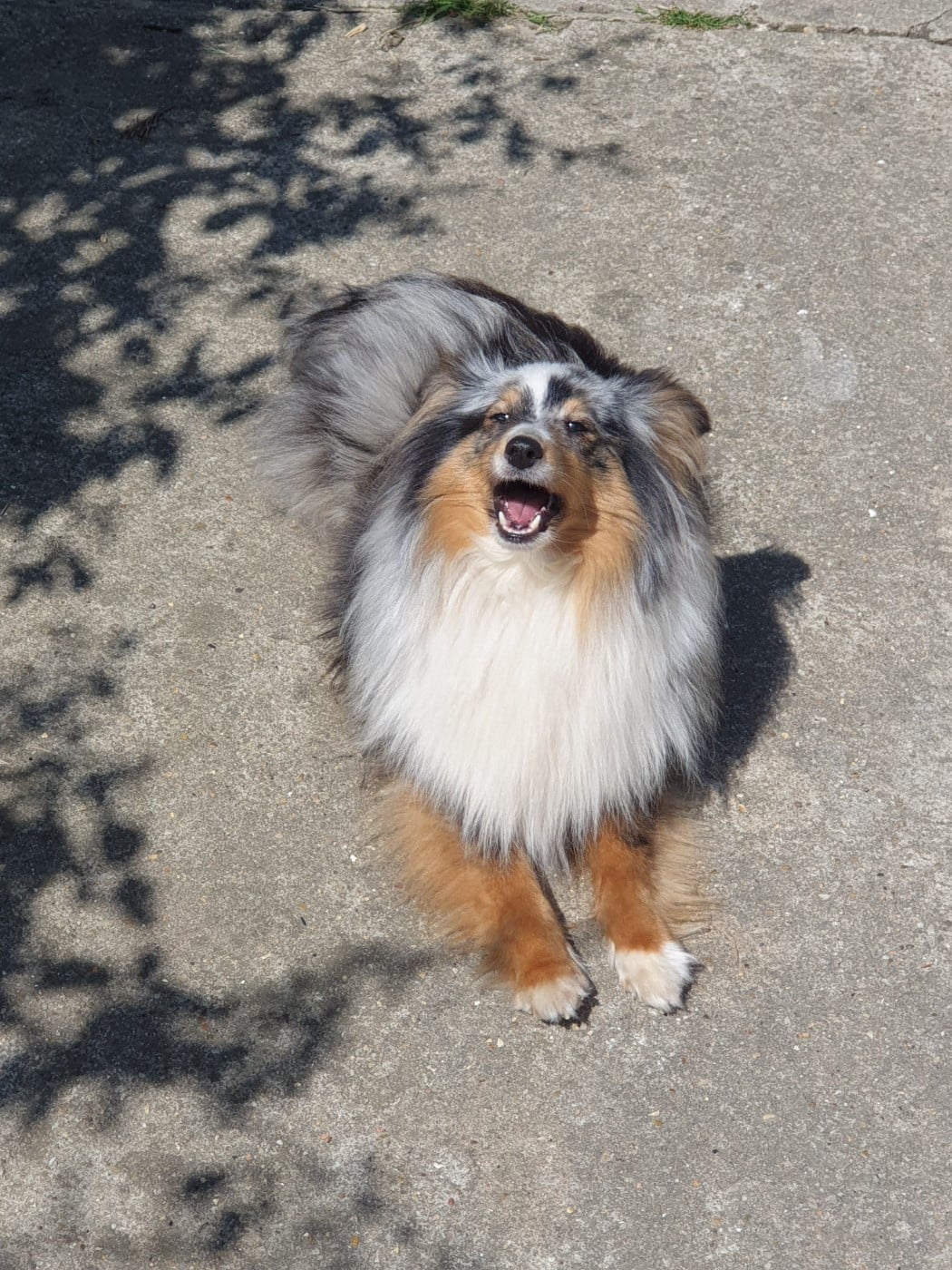 Railey blue du Domaine des Sentinelles