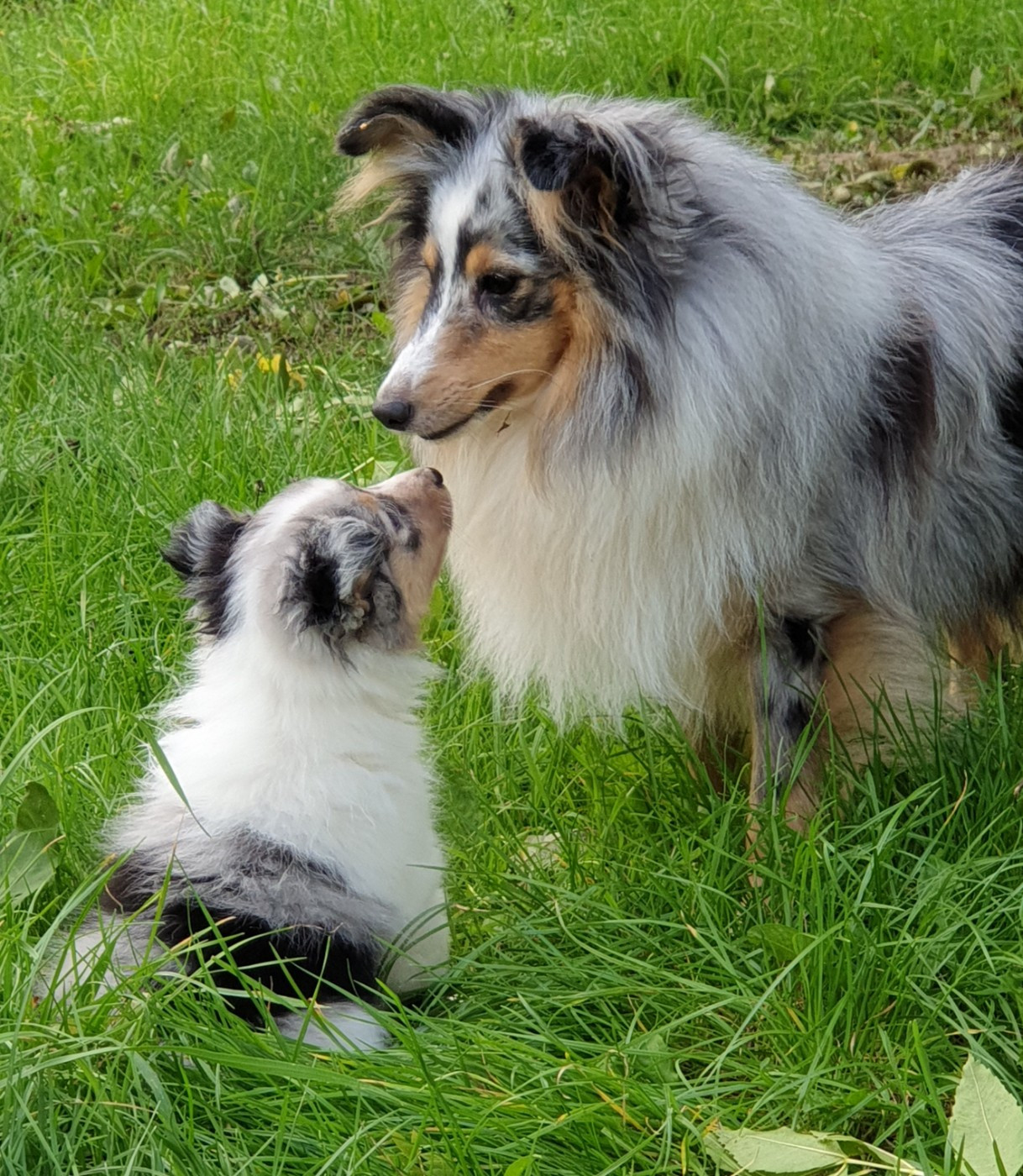 Railey blue du Domaine des Sentinelles