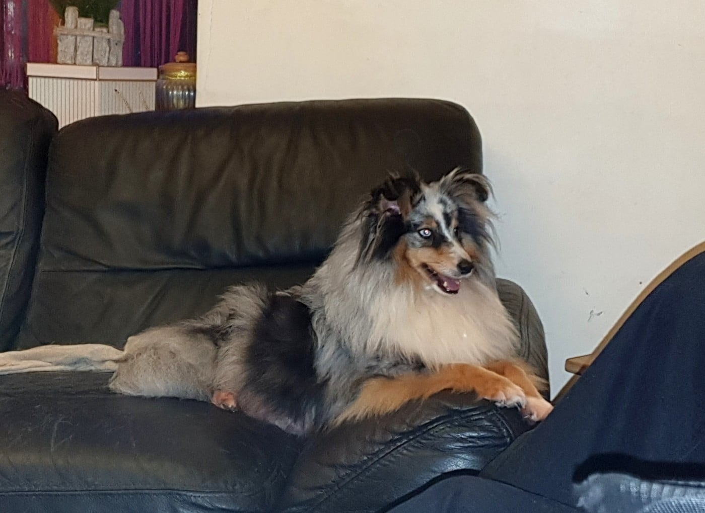 Railey blue du Domaine des Sentinelles