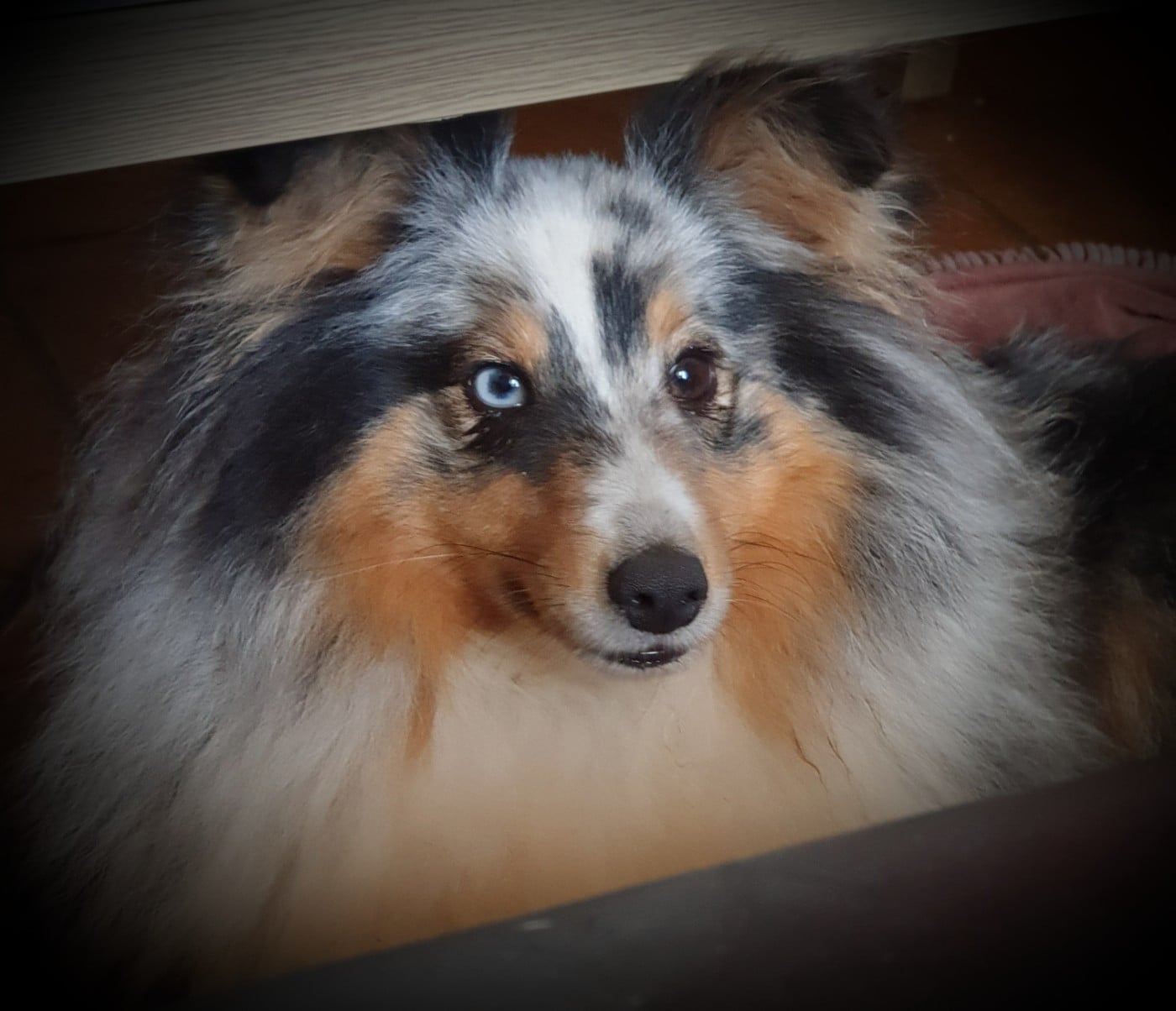 Railey blue du Domaine des Sentinelles