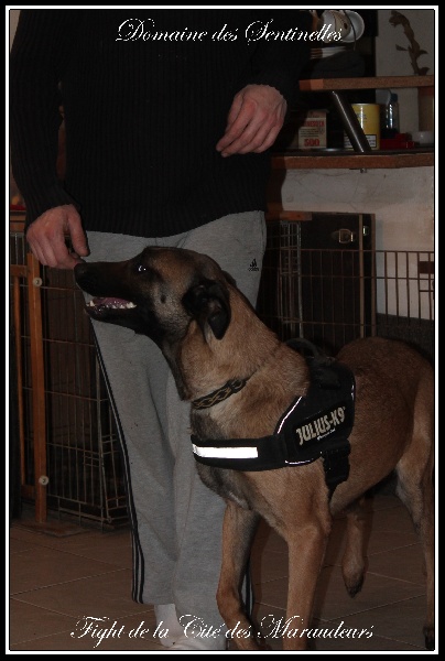 Publication : du Domaine des Sentinelles Auteur : Domaine des Sentinelles