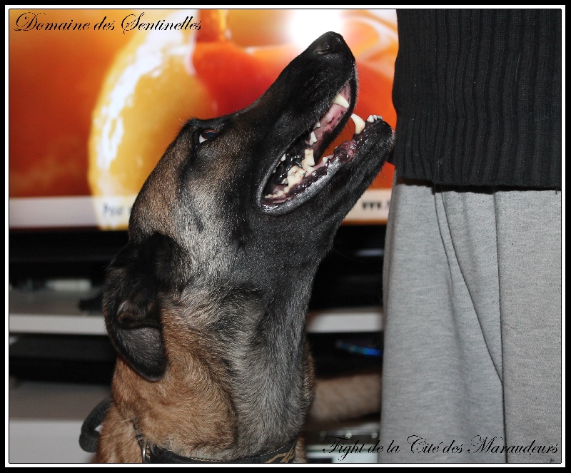 Publication : du Domaine des Sentinelles Auteur : Domaine des Sentinelles