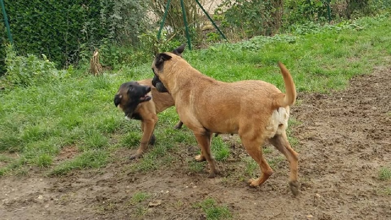 Publication : du Domaine des Sentinelles Auteur : Domaine des Sentinelles
