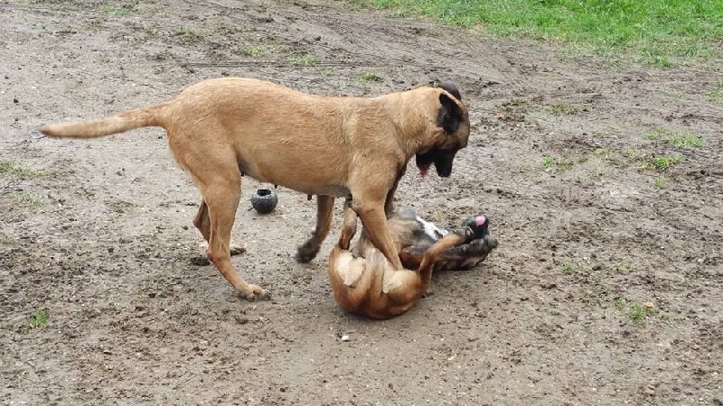 Publication : du Domaine des Sentinelles Auteur : Domaine des Sentinelles