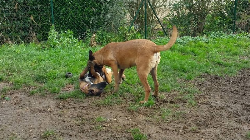 Publication : du Domaine des Sentinelles Auteur : Domaine des Sentinelles