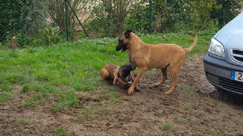 Publication : du Domaine des Sentinelles Auteur : Domaine des Sentinelles