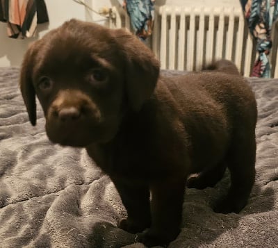Les chiots de Labrador Retriever