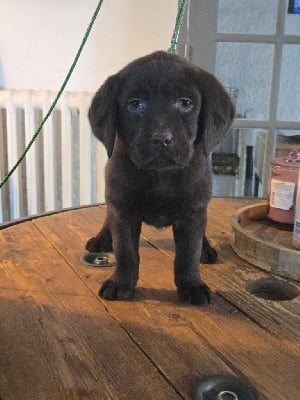 Les chiots de Labrador Retriever