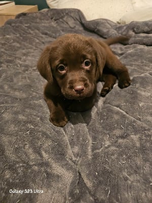 Les chiots de Labrador Retriever
