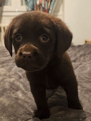 Les chiots de Labrador Retriever