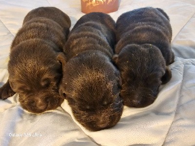 Labrador Retriever - des Bidibooms De La Noue