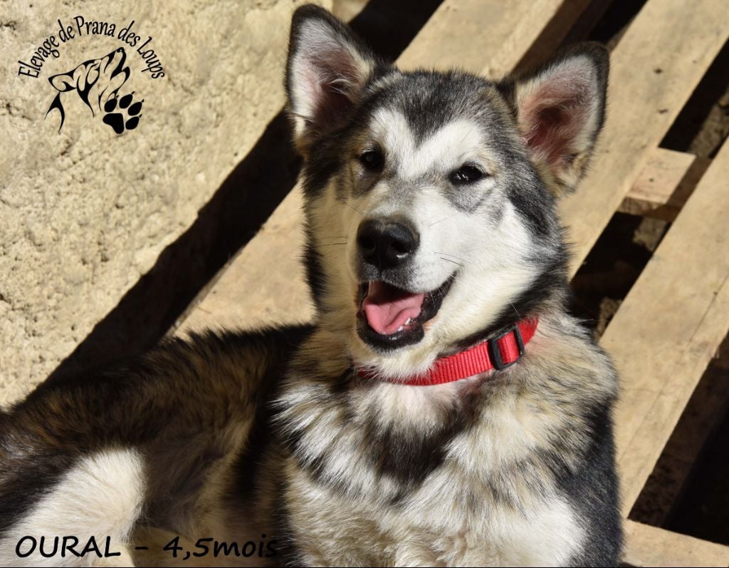 chiot Alaskan Malamute De Prana Des Loups