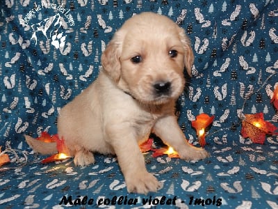 Les chiots de Golden Retriever