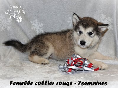 Les chiots de Alaskan Malamute