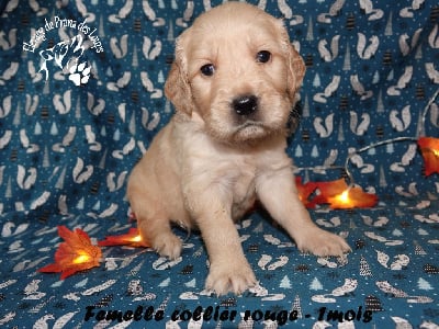 Les chiots de Golden Retriever