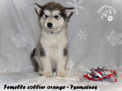 Les chiots de Alaskan Malamute