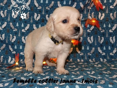 Les chiots de Golden Retriever