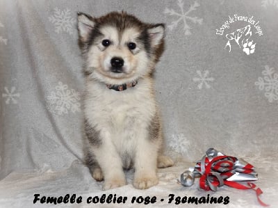 Les chiots de Alaskan Malamute