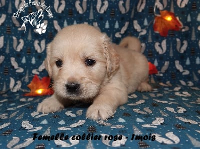 Les chiots de Golden Retriever