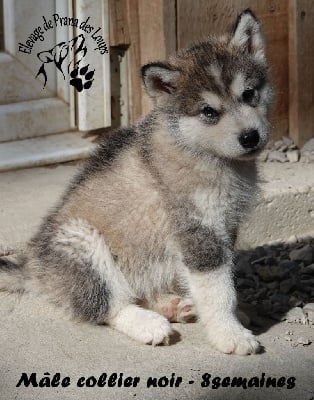 Les chiots de Alaskan Malamute