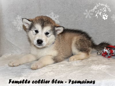 Les chiots de Alaskan Malamute