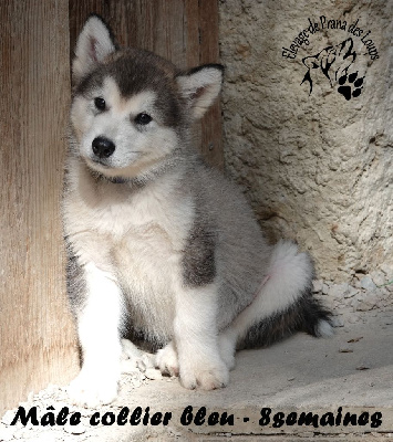 Les chiots de Alaskan Malamute