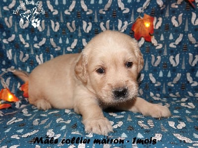 Les chiots de Golden Retriever