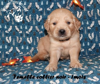 Les chiots de Golden Retriever